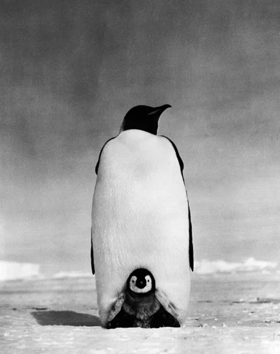 Framed Print : Emperor penguin and chick Framed Print : Emperor penguin and chick