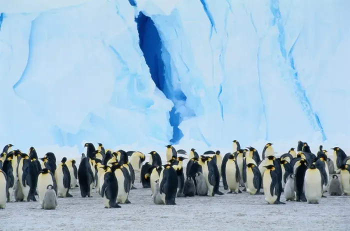 Framed Print : Emperor Penguin Colony (Aptenodytes Forsteri) Standing Near Iceberg Framed Print : Emperor Penguin Colony (Aptenodytes Forsteri) Standing Near Iceberg