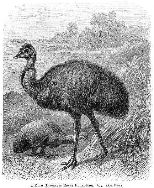 Emu bird engraving 1895