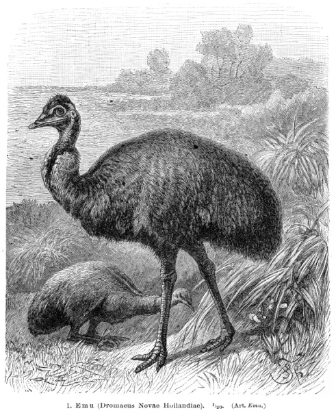 Emu Bird Engraving Print, Meyers Lexikon 1895. Art Prints, Posters