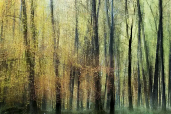 Framed Print : Enchanted Forest Framed Print : Enchanted Forest