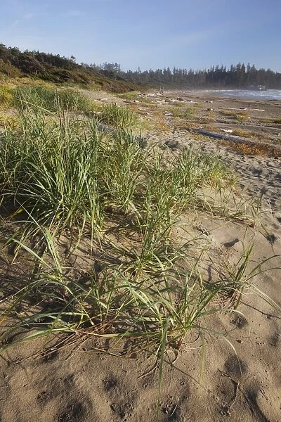Endangered And Rare Coastal Sand Dunes At Wickaninnish Beach (Which Connects To Long Beach) In Pacific Rim National Park Near Tofino