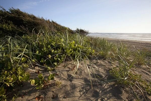 Endangered And Rare Coastal Sand Dunes At Wickaninnish Beach (Which Connects To Long Beach) In Pacific Rim National Park Near Tofino; British Columbia Canada