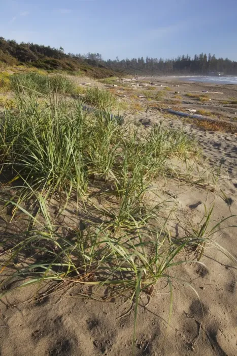 Framed Print : Endangered And Rare Coastal Sand Dunes At Wickaninnish Beach (Which Connects To Long Beach) In Pacific Rim National Park Near Tofino