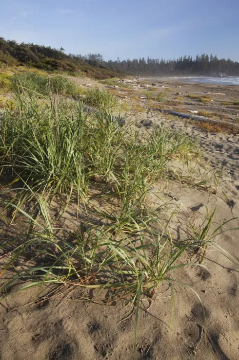 Framed Print : Endangered And Rare Coastal Sand Dunes At Wickaninnish Beach (Which Connects To Long Beach) In Pacific Rim National Park Near Tofino; British Columbia Canada