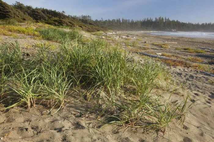 Framed Print : Endangered And Rare Coastal Sand Dunes At Wickaninnish Beach (Which Connects To Long Beach) In Pacific Rim National Park Near Tofino; British Columbia Canada Framed Print : Endangered And Rare Coastal Sand Dunes At Wickaninnish Beach (Which Connects To Long Beach) In Pacific Rim National Park Near Tofino; British Columbia Canada