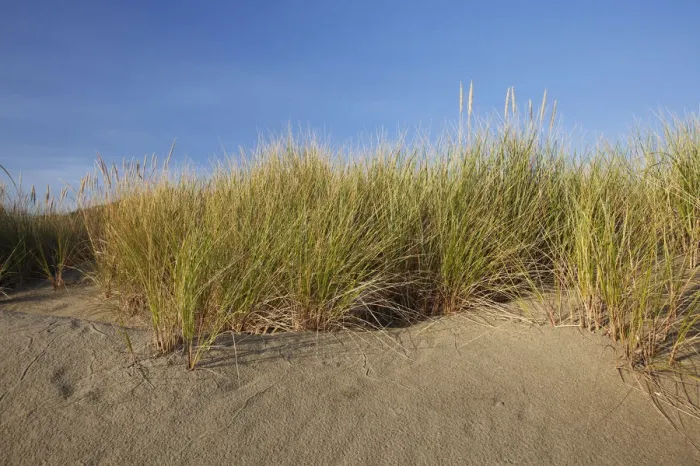 Framed Print : Endangered And Rare Coastal Sand Dunes At Wickaninnish Beach (Which Connects To Long Beach) In Pacific Rim National Park Near Tofino; British Columbia Canada Framed Print : Endangered And Rare Coastal Sand Dunes At Wickaninnish Beach (Which Connects To Long Beach) In Pacific Rim National Park Near Tofino; British Columbia Canada