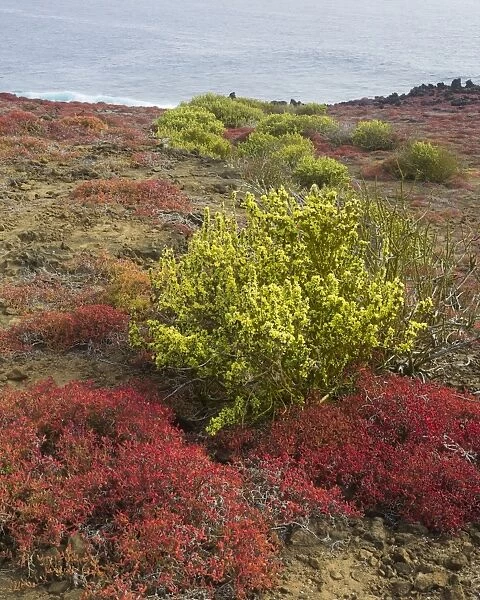 Endemic plants, Galapagos Carpetweed -Sesuvium edmonstonei-, at Punta Pitt, Isla de San Cristobal, Galapagos Islands, Ecuador