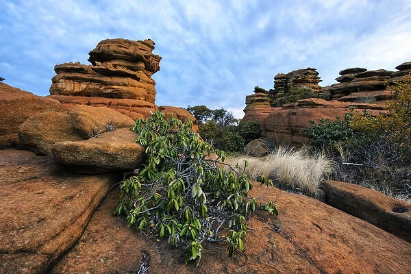 Englerophytum magalismontanum (prev. Bequaertiodendron magalismontanum) Transvaal milkplum growing on a rock formation in the Magaliesberg Mountains, Magaliesberg, North-West Province, South Africa
