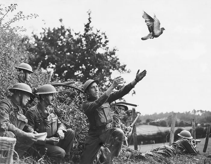 Framed Print : English Army Detachment Releasing Pigeon Framed Print : English Army Detachment Releasing Pigeon