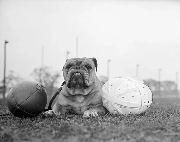 Framed Print : English Bulldog Lying on Grass with Football Framed Print : English Bulldog Lying on Grass with Football