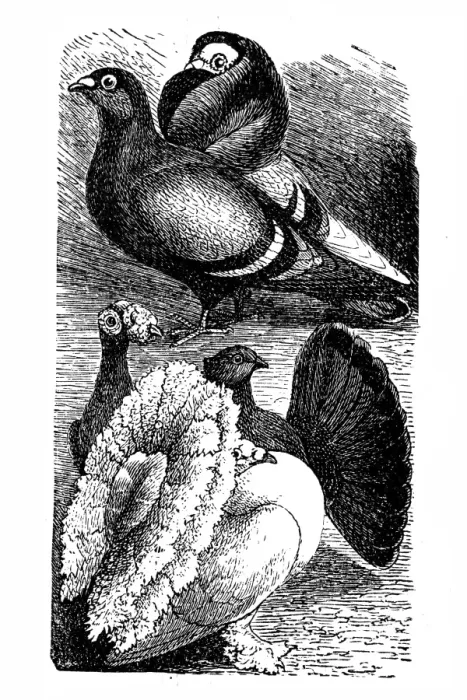 Framed Print : English Carrier and English Fantail pigeon Framed Print : English Carrier and English Fantail pigeon