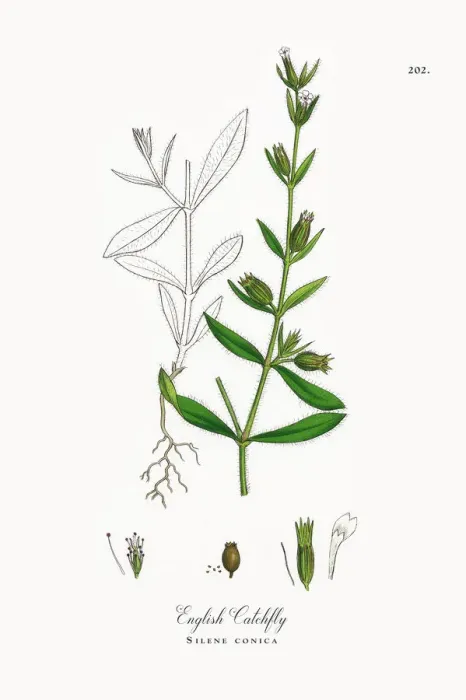 Framed Print : English Catchfly, Silene conica, Victorian Botanical Illustration, 1863 Framed Print : English Catchfly, Silene conica, Victorian Botanical Illustration, 1863