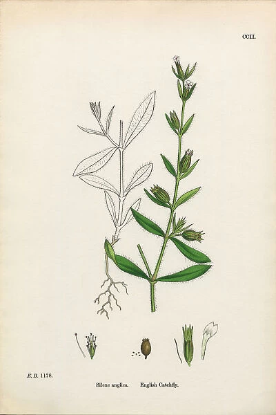 English Catchfly, Silene conica, Victorian Botanical Illustration, 1863