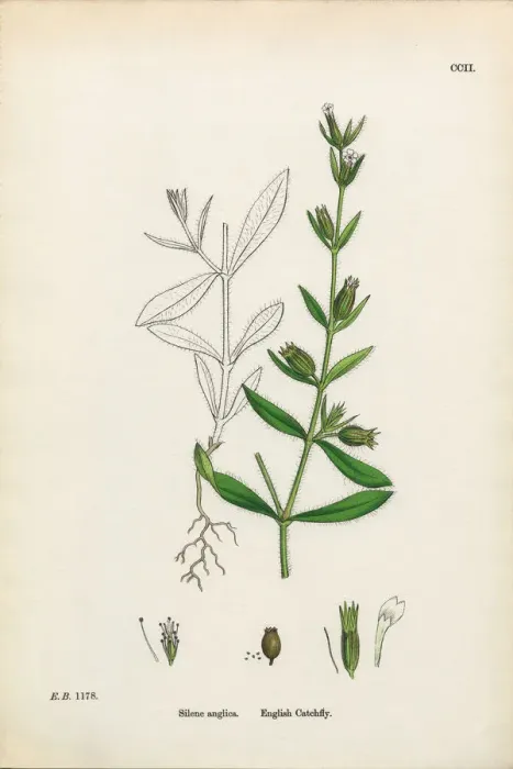 Framed Print : English Catchfly, Silene conica, Victorian Botanical Illustration, 1863 Framed Print : English Catchfly, Silene conica, Victorian Botanical Illustration, 1863