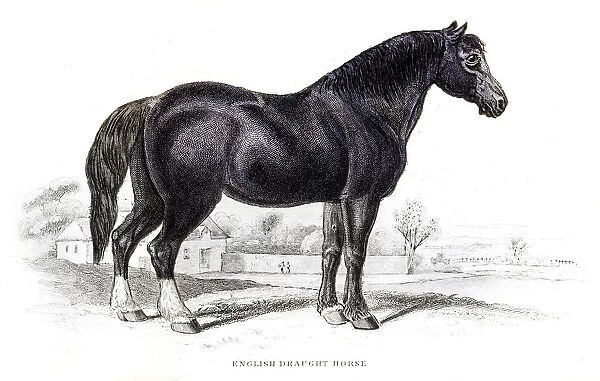 English draft horse 1841