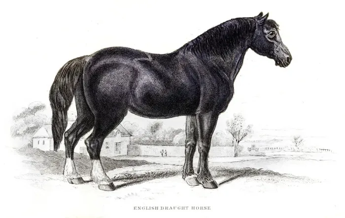 Framed Print : English draft horse 1841 Framed Print : English draft horse 1841