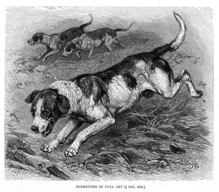 Framed Print : English Foxhound engraving 1894 Framed Print : English Foxhound engraving 1894