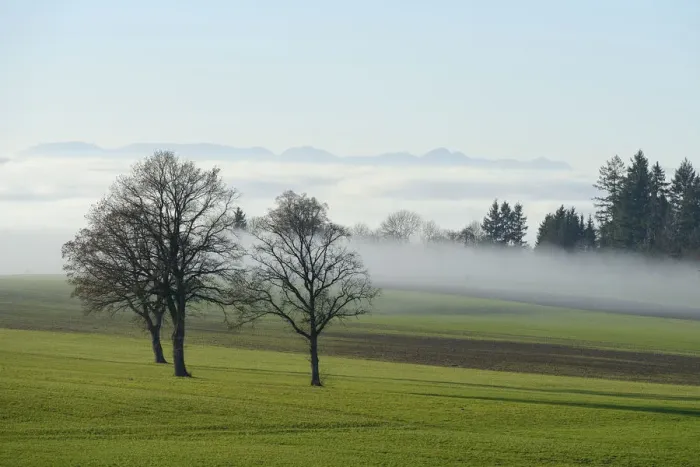 Framed Print : English Oak or Pedunculate Oak -Quercus robur, Quercus petraea- surrounded by autumnal fog, Lindenberg, Horben, Canton of Aargau, Switzerland, Europe Framed Print : English Oak or Pedunculate Oak -Quercus robur, Quercus petraea- surrounded by autumnal fog, Lindenberg, Horben, Canton of Aargau, Switzerland, Europe