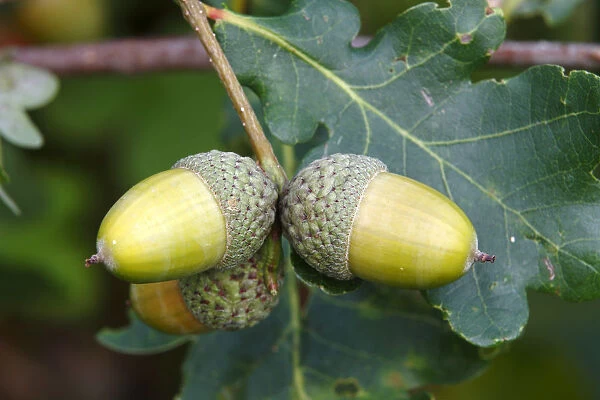 English Oak -Quercus robur-, twig with acorns and leaves, Neunkirchen in Siegerland, North Rhine-Westphalia, Germany, Europe