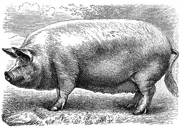 English pig