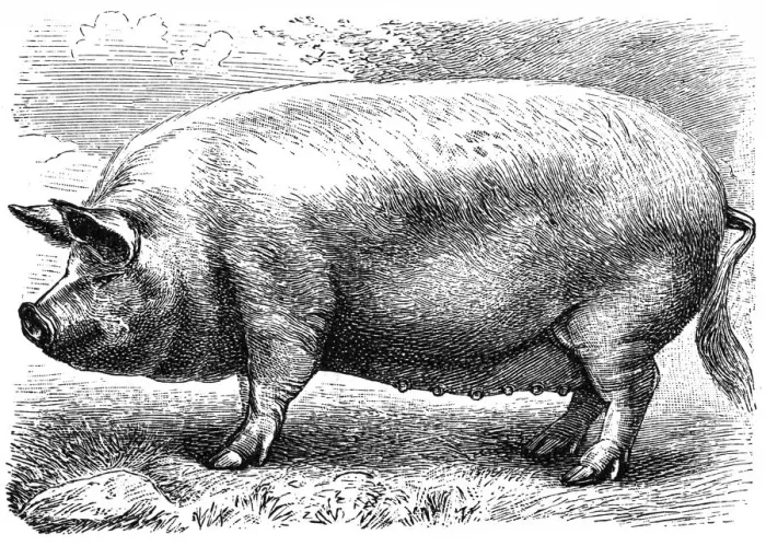 Framed Print : English pig Framed Print : English pig