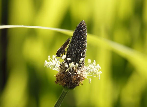 English plantain (Plantago lanceolata), blossom with a hover fly, Republic of Ireland, Europe