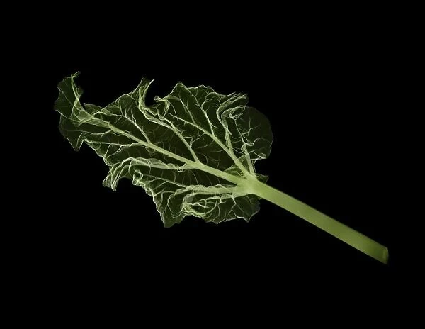 English Rhubarb (Rheum rhabarbarum) leaf, X-ray