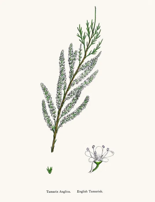 Framed Print : English Tamarisk Framed Print : English Tamarisk