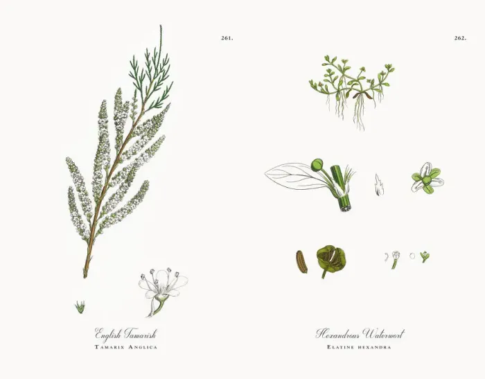 Framed Print : English Tamarisk, Tamarix Anglica, Victorian Botanical Illustration, 1863 Framed Print : English Tamarisk, Tamarix Anglica, Victorian Botanical Illustration, 1863