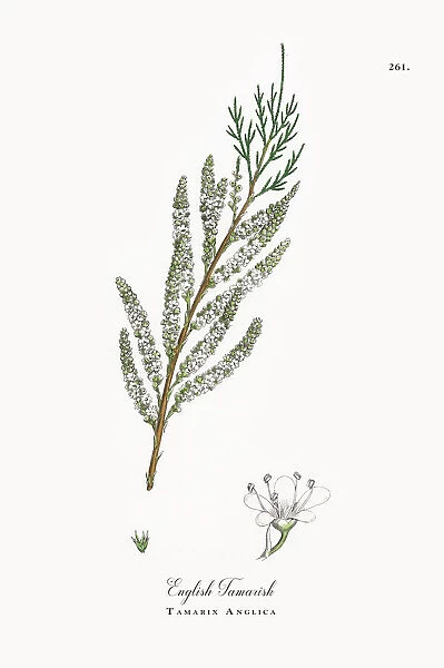 English Tamarisk, Tamarix Anglica, Victorian Botanical Illustration, 1863