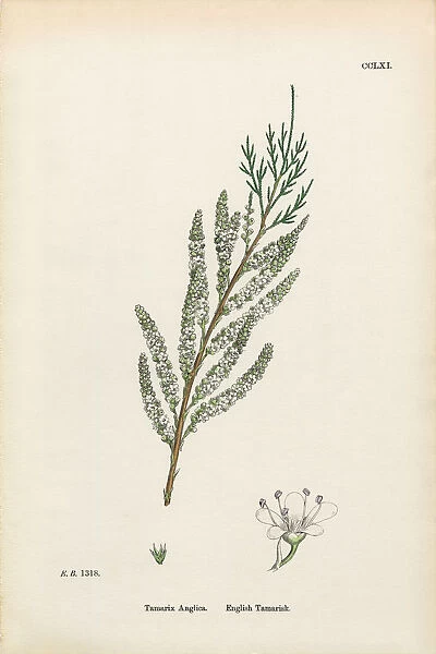 English Tamarisk, Tamarix Anglica, Victorian Botanical Illustration, 1863