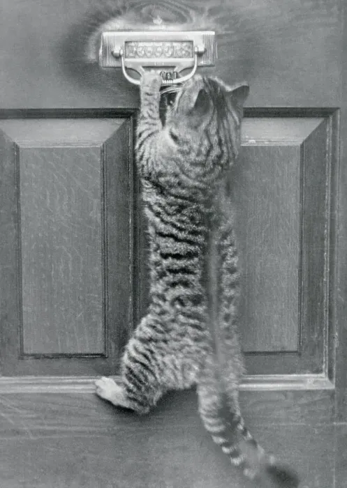 Framed Print : English Watch Cat Framed Print : English Watch Cat