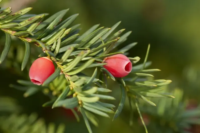 Framed Print : English Yew or European Yew -Taxus baccata-, branch with fruit, Geneva, Canton of Geneva, Switzerland