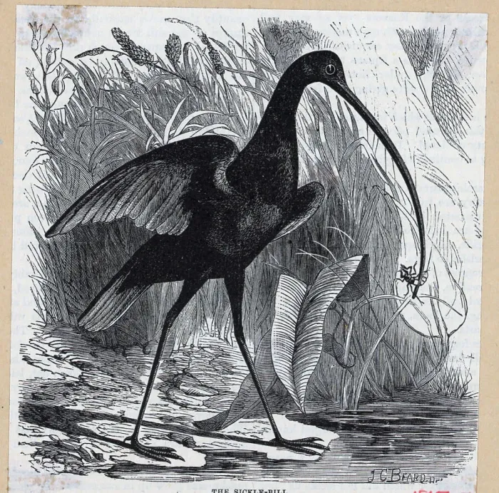 Framed Print : Engr Sicklebell Bird With Bug In Cheek