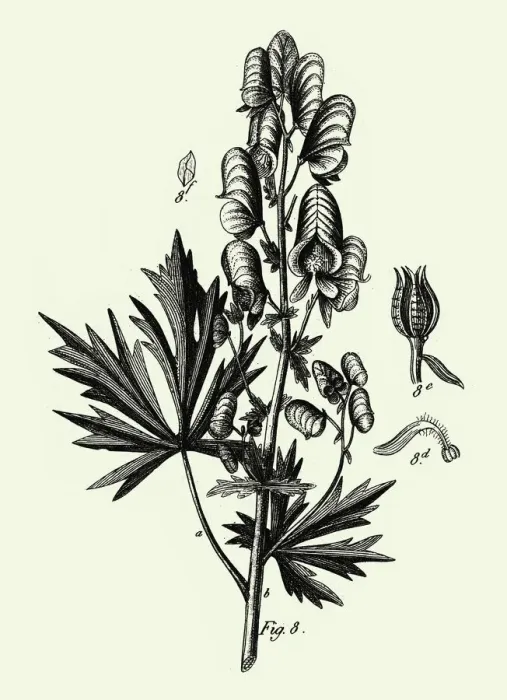 Framed Print : Engraved Antique, Cultivated Plants of the Ranunculaceae Framed Print : Engraved Antique, Cultivated Plants of the Ranunculaceae