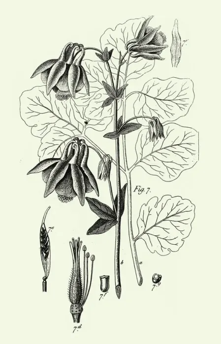 Framed Print : Engraved Antique, Cultivated Plants of the Ranunculaceae Framed Print : Engraved Antique, Cultivated Plants of the Ranunculaceae