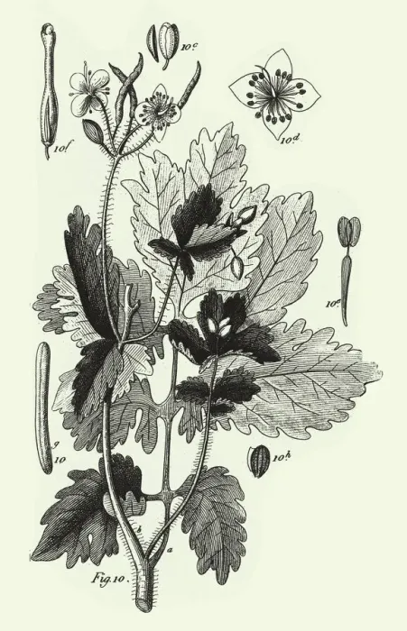 Framed Print : Engraved Antique, Cultivated Plants of the Ranunculaceae Framed Print : Engraved Antique, Cultivated Plants of the Ranunculaceae