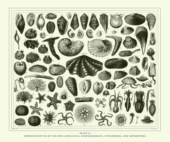 Framed Print : Engraved Antique, Representatives of the Phyla Mollusca, Echindermata, Ctenophora