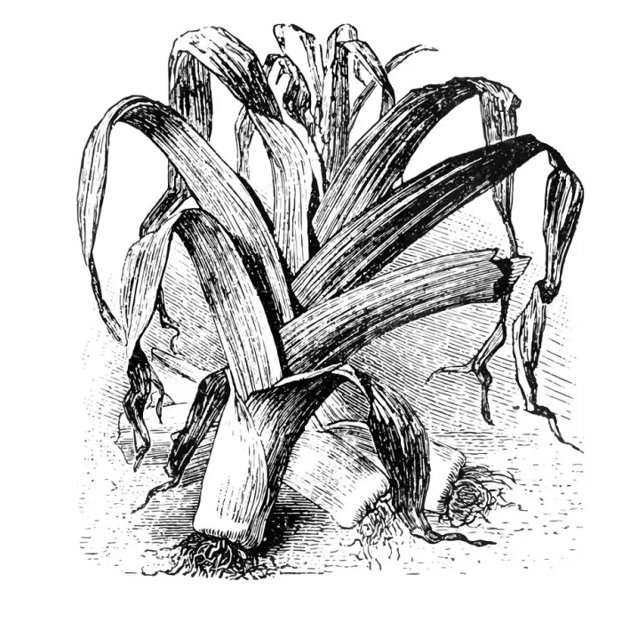 Framed Print : leek. Engraved illustration of leek Framed Print : leek. Engraved illustration of leek