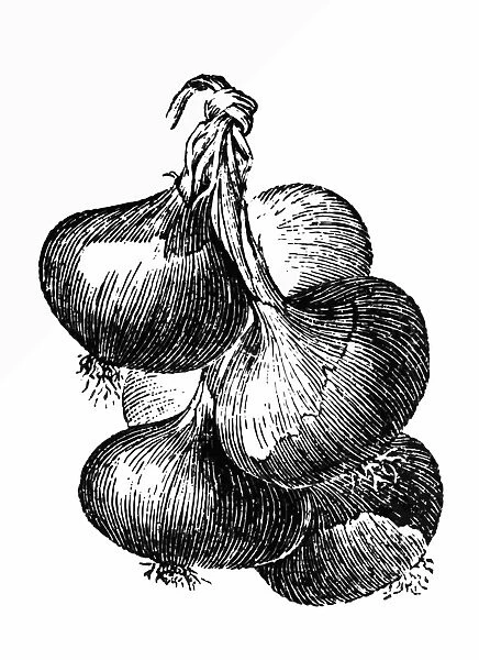 Onion. Engraved image of onion