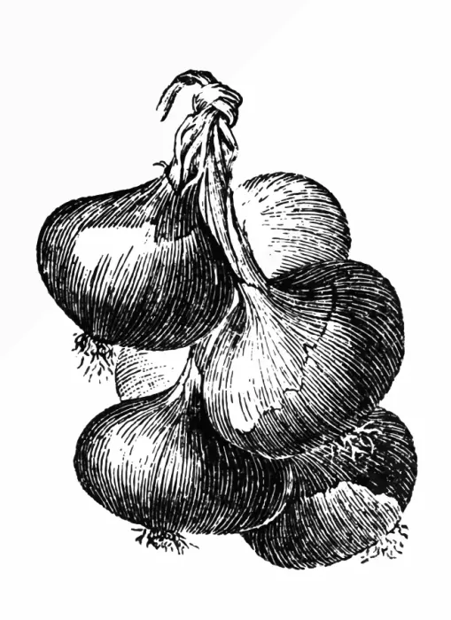 Framed Print : Onion. Engraved image of onion Framed Print : Onion. Engraved image of onion
