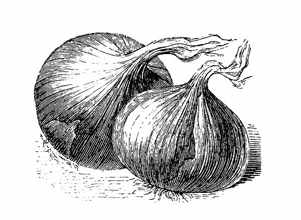 onion. Engraved image of onion