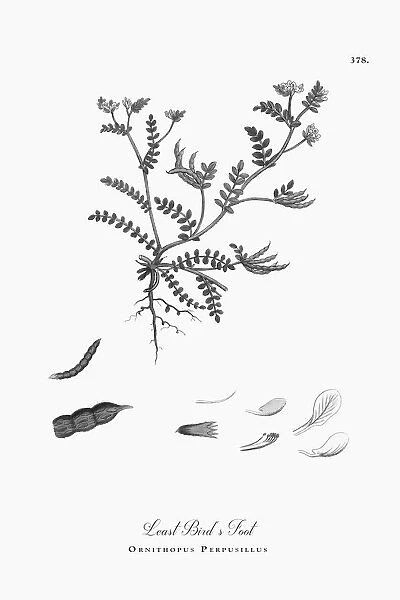 Engraved Victorian Botanical Illustration Least Birdas Foot, Ornithopus Perpusillus