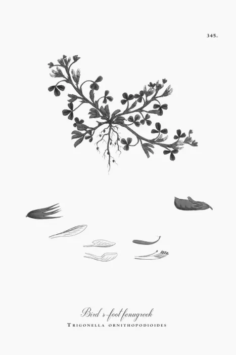 Framed Print : Engraved Victorian Botanical Illustration Birdas-foot fenugreek, Trigonella ornithopodioides