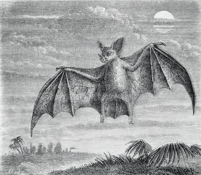 Framed Print : Engraving of American Vampire Bat Framed Print : Engraving of American Vampire Bat