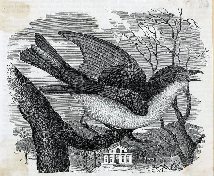 Framed Print : Engraving Of Bluebird Framed Print : Engraving Of Bluebird