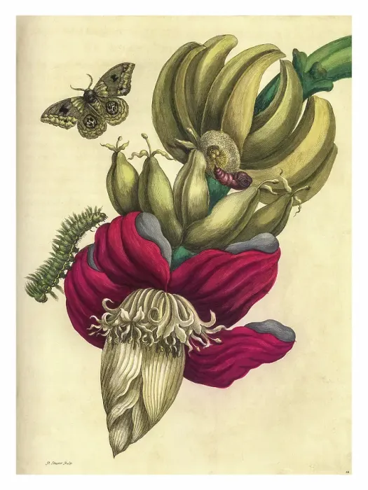Framed Print : Engraving of a branch of banana with the life stages of a bullseye moth Framed Print : Engraving of a branch of banana with the life stages of a bullseye moth