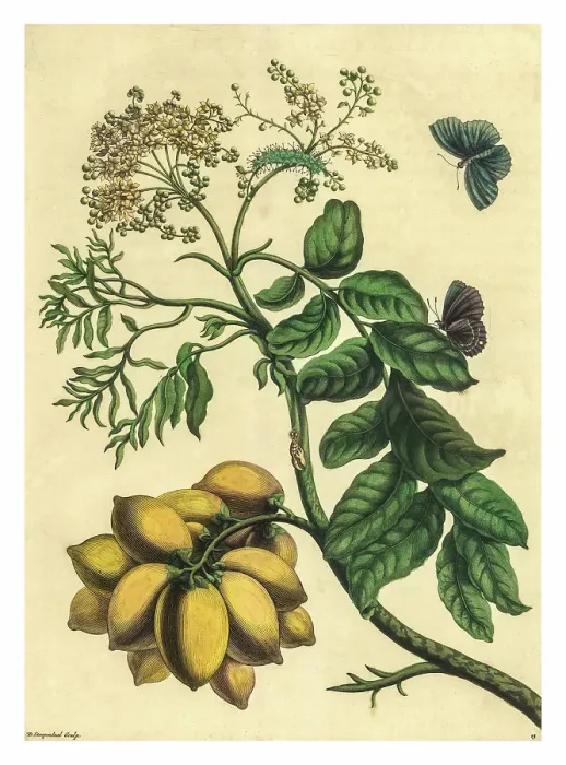 Framed Print : Engraving of a branch of the Yellow Mombin with the life cycle of an unidentified butterfly Framed Print : Engraving of a branch of the Yellow Mombin with the life cycle of an unidentified butterfly