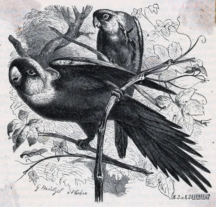 Framed Print : Engraving Of Carolina Parrots Framed Print : Engraving Of Carolina Parrots
